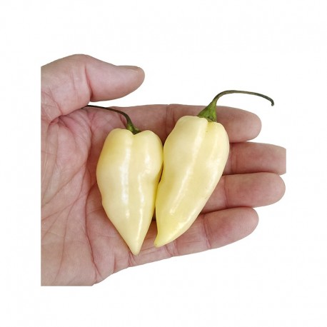 Bhut Jolokia White Seeds