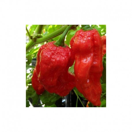 Semi di King Naga