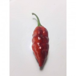 Pimenta Leopard Seeds (Ex macarena penis)