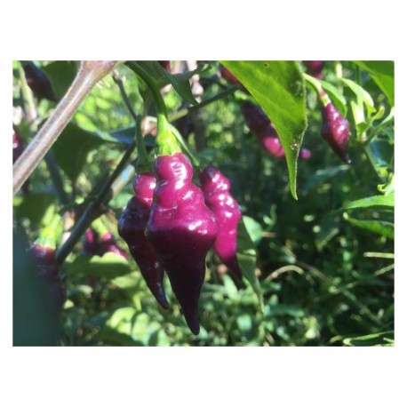 PsyPepper Seeds