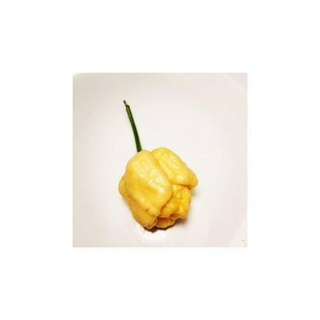 Dried Trinidad scorpion yellow
