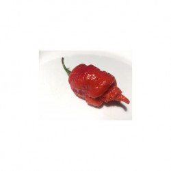 Dried California reaper red