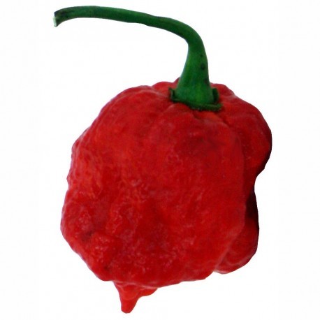 Dried Trinidad Moruga Scorpion