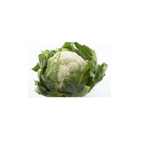 White Barcellona cauliflower seeds