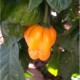 Scotch Bonnet Gelb Seeds