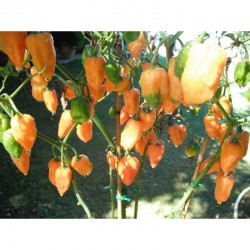 Habanero Orange Seeds