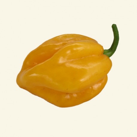 Habanero Yellow Seeds