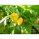 Habanero Yellow Seeds