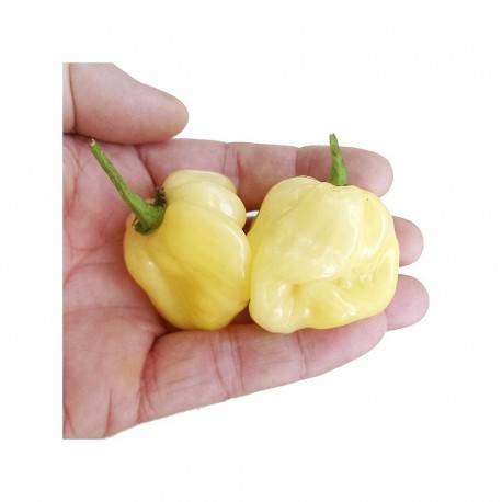 Habanero White Giant Seeds