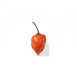Habanero Orange Blob Seeds