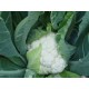 Prone white cauliflower seeds