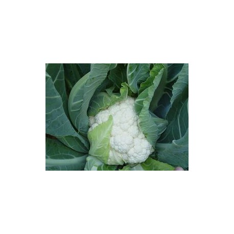 Prone white cauliflower seeds