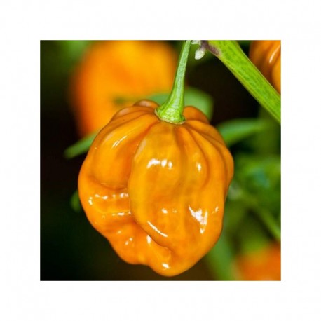 Semi di Habanero mustard