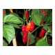 Habanero Red Long Seeds