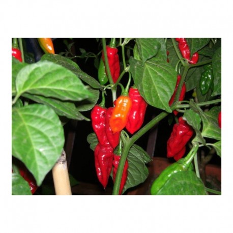 Semi di Habanero Red Long