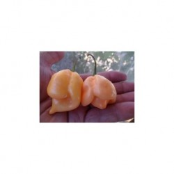 Dried Trinidad Moruga Scorpion Peach