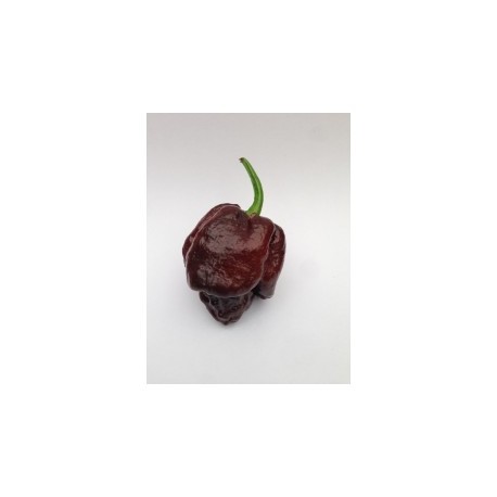 Dried Trinidad Moruga Scorpion Chocolate