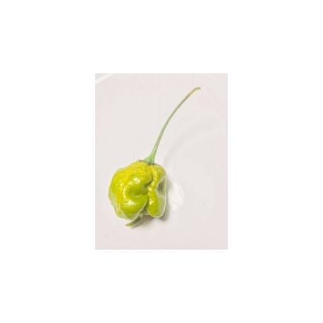 Dried Trinidad moruga scorpion green