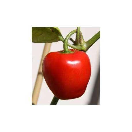 Rocoto Red Seeds