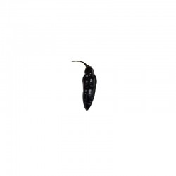 Pimenta da Neyde Seeds