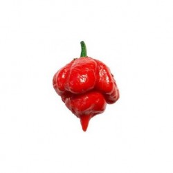 Dried Trinidad Scorpion Butch T