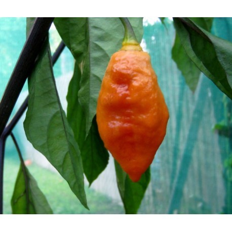 Dried Black Panther Orange