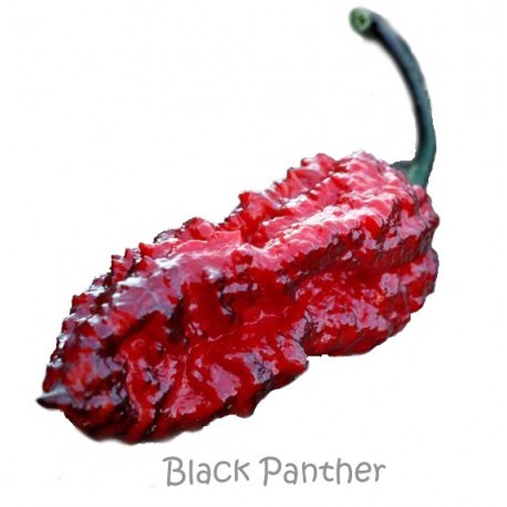 Dried Black Panther