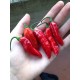 Pimenta da Neyde Red Seeds