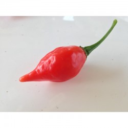 Chupetinho Big Red Seeds