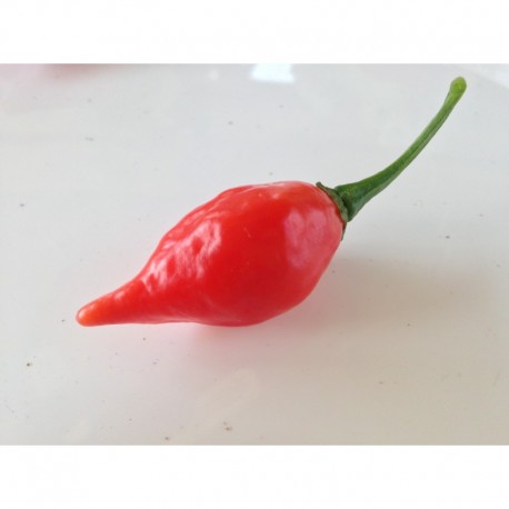 Chupetinho Big Red Seeds