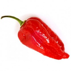 Dried Dorset Naga