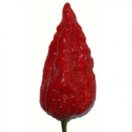 Dried Naga Morich