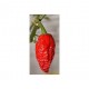 Dried Bhut Jolokia