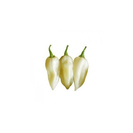 Dried Bhut Jolokia white