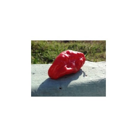 Dried Bhut Jolokia black strain