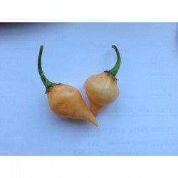 Chupetinho Big Peach Seeds
