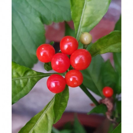 Ají Charapita Red Seeds