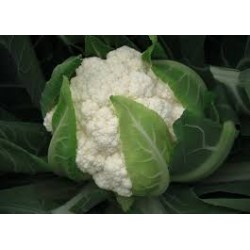 Utopia white cauliflower seeds
