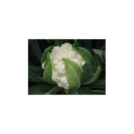 Utopia white cauliflower seeds