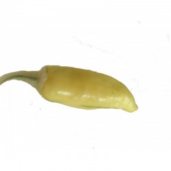 Milk Pepper Seeds