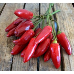 Calabrian Pepper Seeds