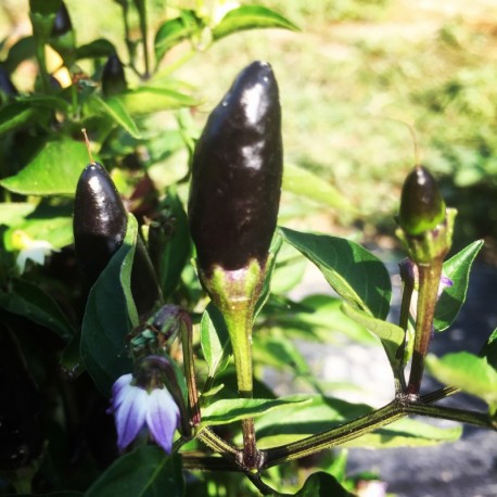 Black Calabrian Pepper Seeds