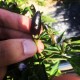 Black Calabrian Pepper Seeds