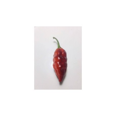 Pimenta leopard (Ex macarena penis) secco