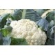 Jesi white cauliflower seeds