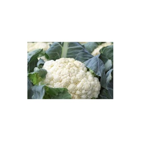 Jesi white cauliflower seeds