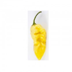 Hot Lemon Seeds