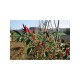 Mexican Chilli Pepper Seeds
