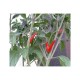 Mexican Chilli Pepper Seeds