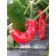 Mexican Chilli Pepper Biker Billy Seeds